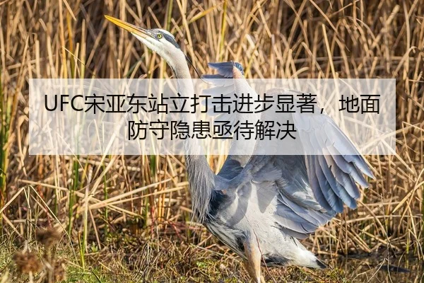 UFC宋亚东站立打击进步显著，地面防守隐患亟待解决